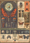 Ciao Bella CABINET OF CURIOSITIES A5 Assorted Rice Paper Selection Decoupage 8 sheets #CBRS010