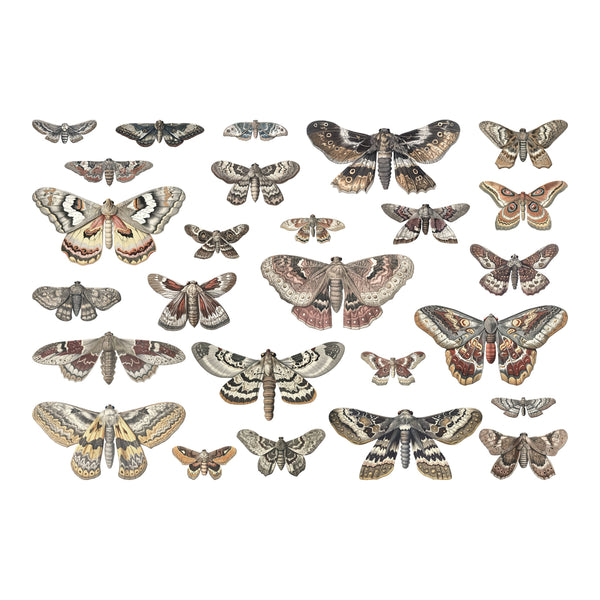 Tim Holtz idea-ology TRANSPARENT MOTHS HALLOWEEN 2024 Transparencies