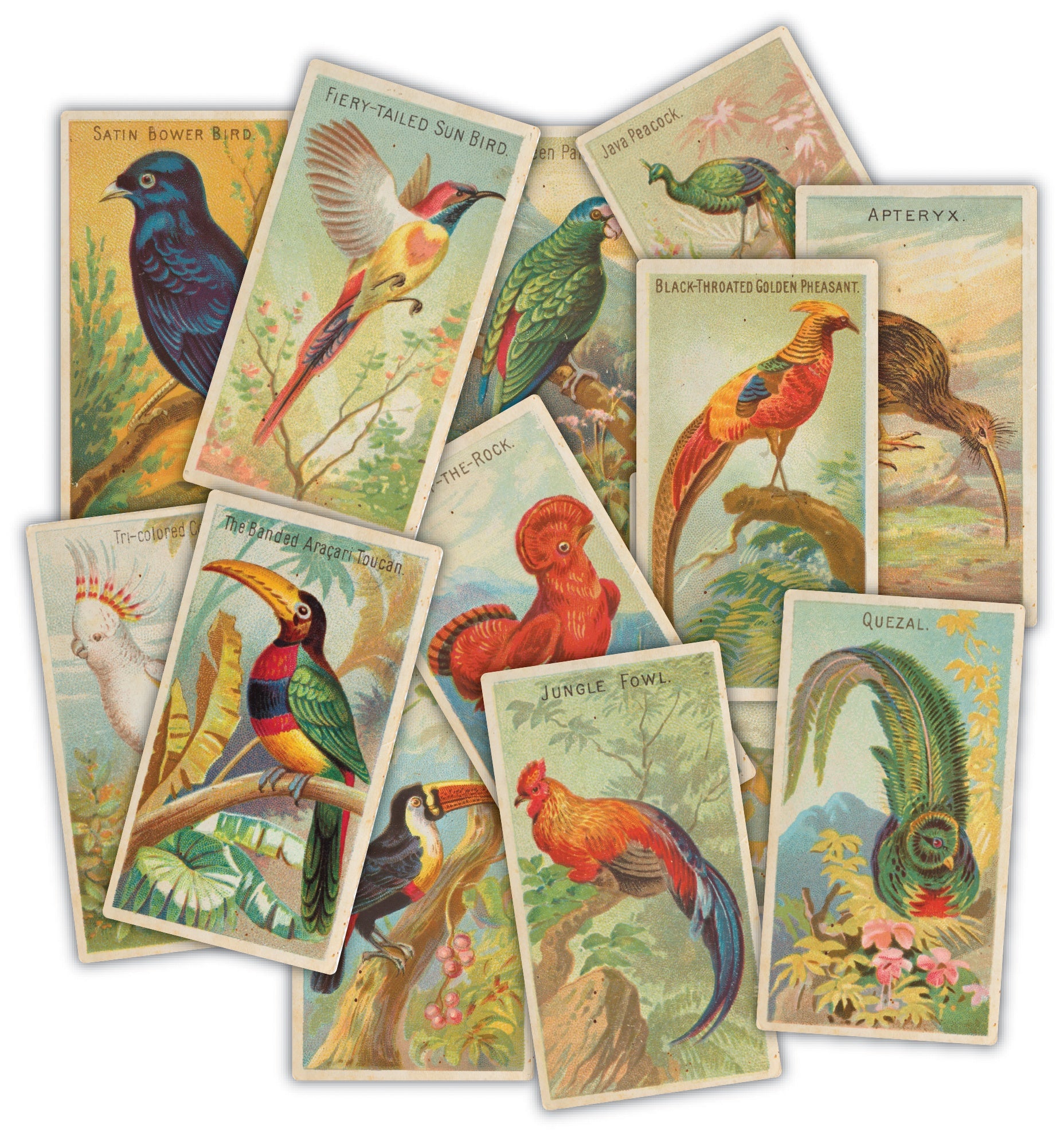 Craft Consortium THE COLLECTOR - BIRDS EPHEMERA  #CEEPH002