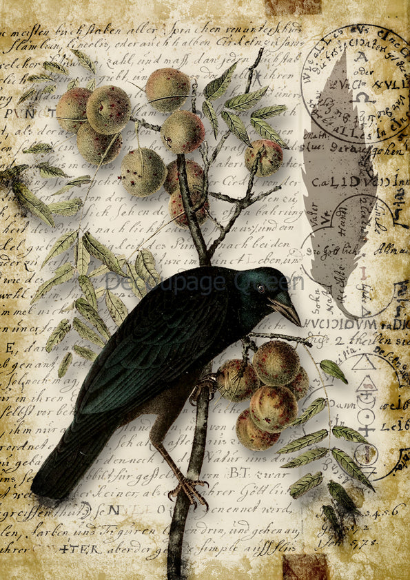 Decoupage Queen RAVEN GRIMOIRE III A4 Rice Paper DQRP0625