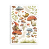 PRE-ORDER Stamperia HIDDEN GROVE Washi Pad 8 Sheets A5 #SBW17