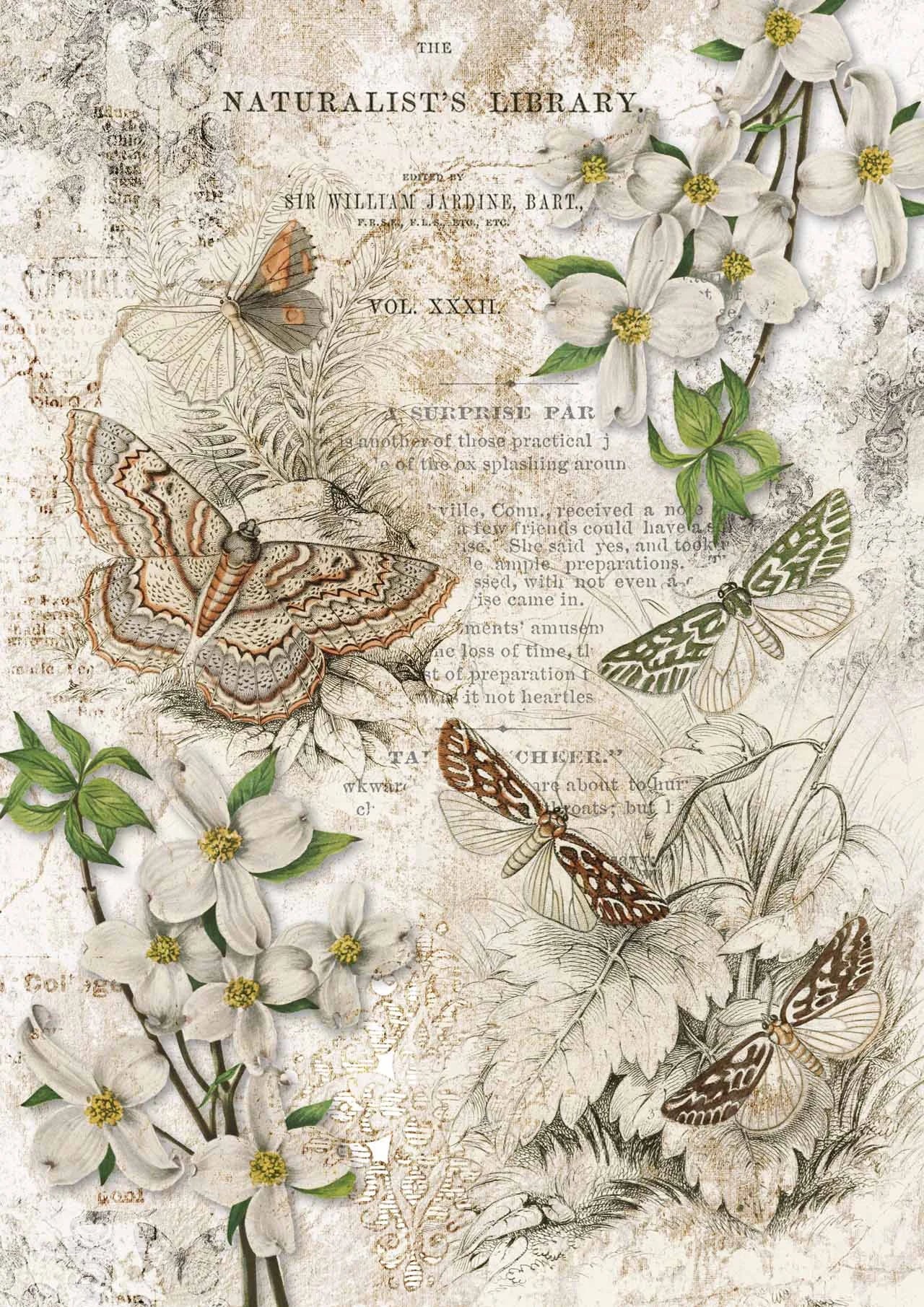 Decoupage Queen NATURALIST LIBRARY A4 Rice Paper dqrp0147