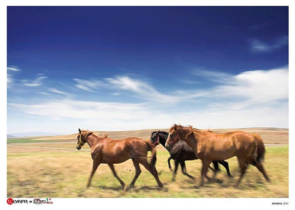 Three horses running on a grassy plain with a blue sky.